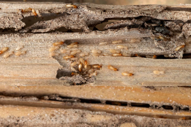 Best Pest Prevention Services  in Avoca, IA