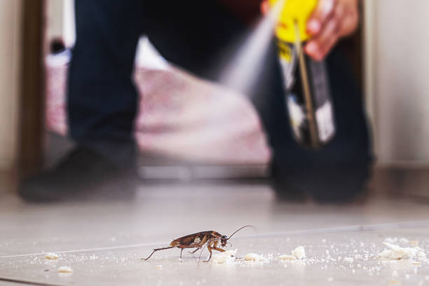 Best Termite Control Services  in Avoca, IA