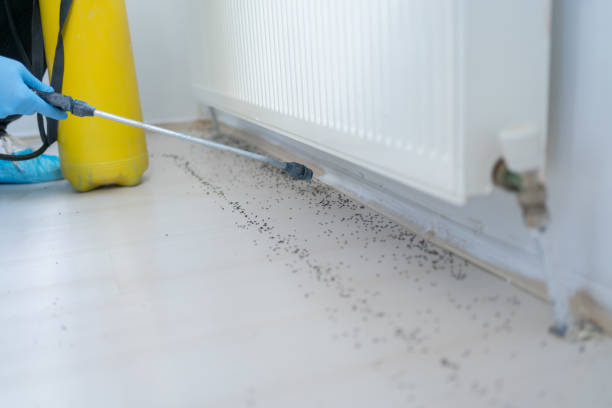 Best Exterminator Services  in Avoca, IA
